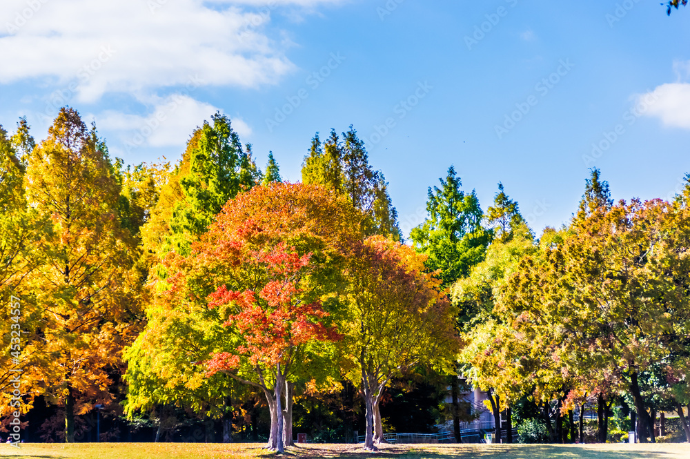 青空の下、公園を彩る紅葉。