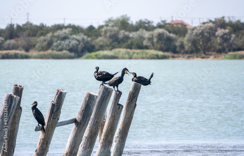 A flock of cormorants sits on a old sea pier © Dmitrii Potashkin