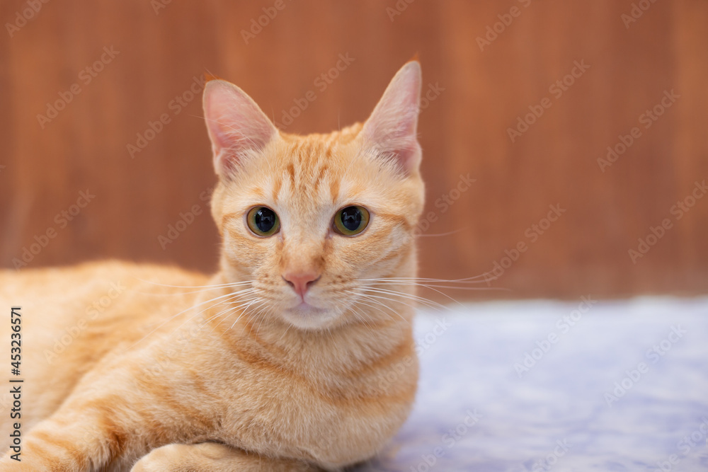 Shot head of orange tabby on brown wooden wall Shot head of orange tabby on brown wooden wall