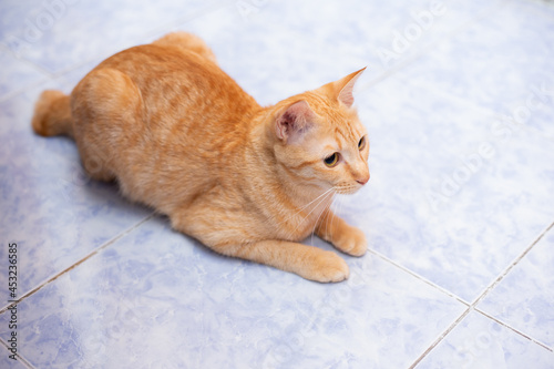 Obraz na plátně An orange tabby cat was crouching on the floor of the room.