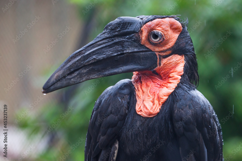 Bird Southern ground hornbill raven with a long beak and black definition Bird Southern ground hornbill raven with a long beak and black definition