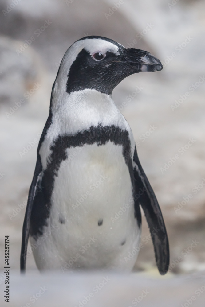 Obraz premium stands and looks Galapagos penguin, looks cute, pink muzzle