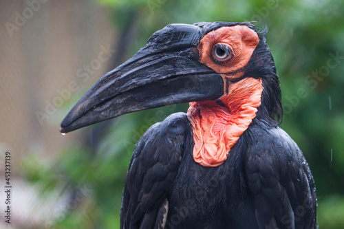 Bird Southern ground hornbill raven with a long beak and black definition