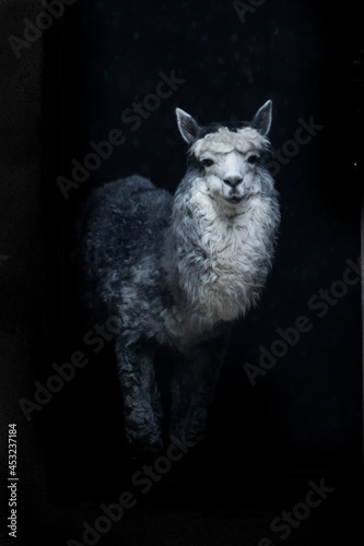 curious fluffy alpaca peeking out of the dark isolated black