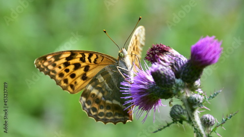 butterfly silver-washed fritillary Argynnis paphia