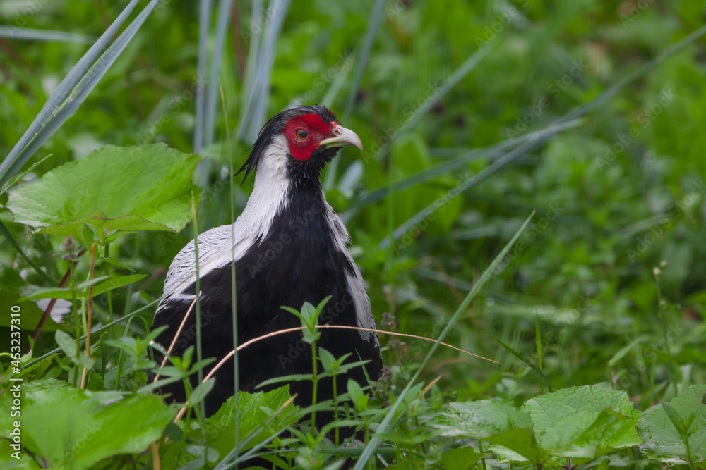 Lophura Broad-tailed pheasant in green grass, black and white bird with red muzzle Lophura Broad-tailed pheasant in green grass, black and white bird with red muzzle