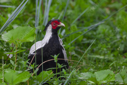 Wallpaper Mural Lophura Broad-tailed pheasant  in green grass, black and white bird with red muzzle Torontodigital.ca