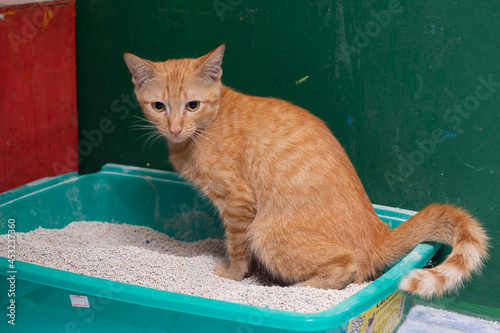 Fotografie Orange tabby pooping on the litter box.