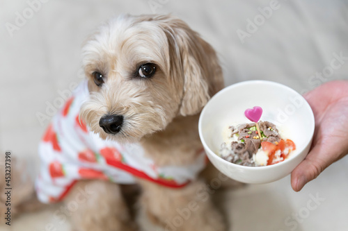 ドッグボウルに入ったごはんを食べたいかわいい小型犬【マルプー】