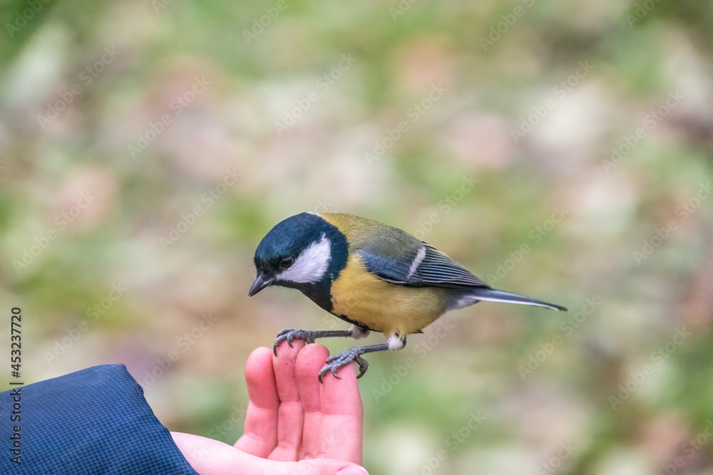 Obraz premium A tit sits on a man's hand and eats seeds.