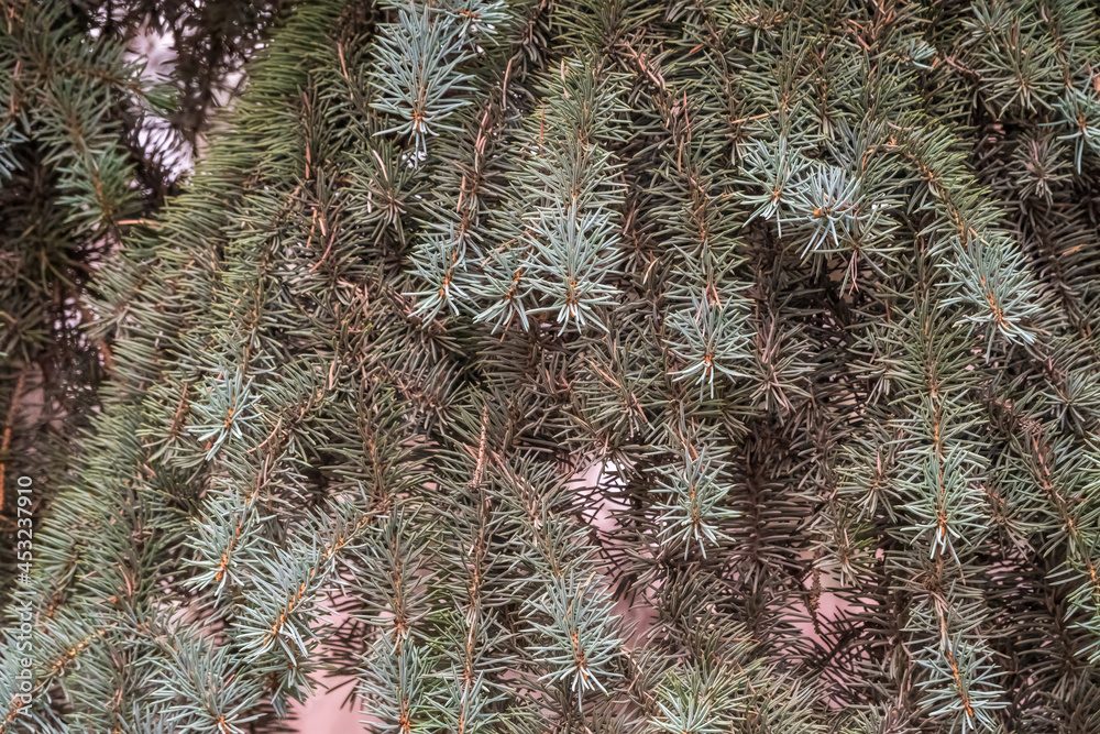 Background of green spruce branches in sunset light Background of green spruce branches in sunset light