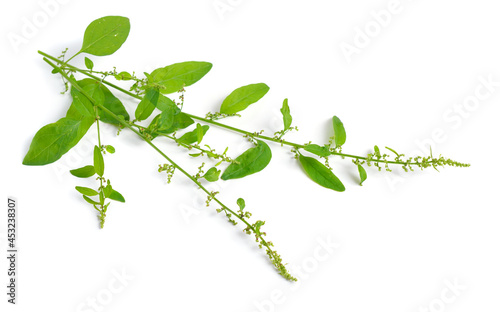 Lipandra polysperma or Chenopodium polyspermum, common name manyseed goosefoot. Isolated