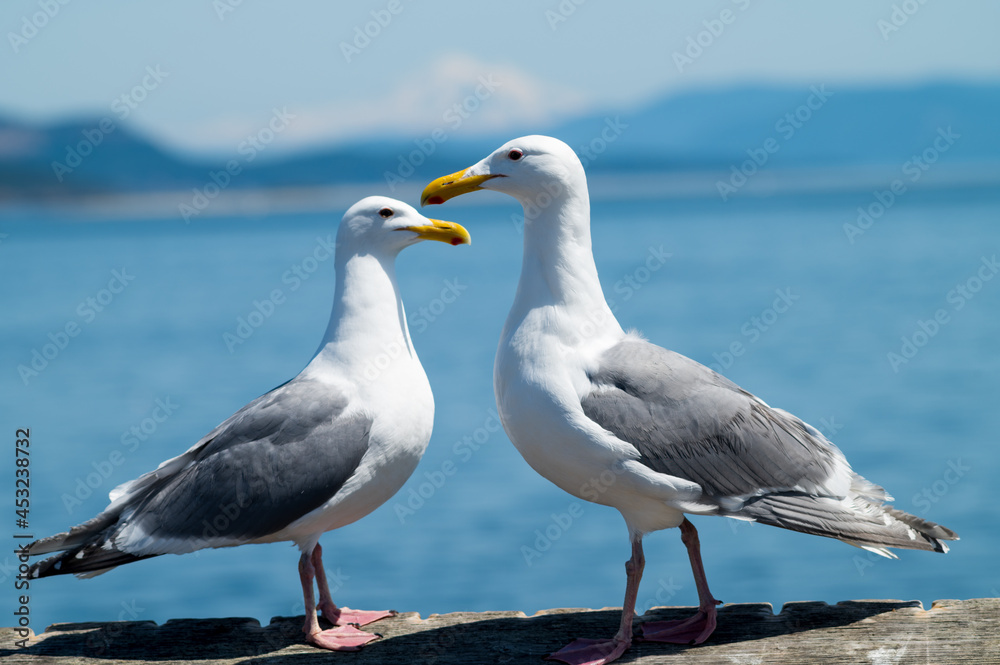 seagull on the beach