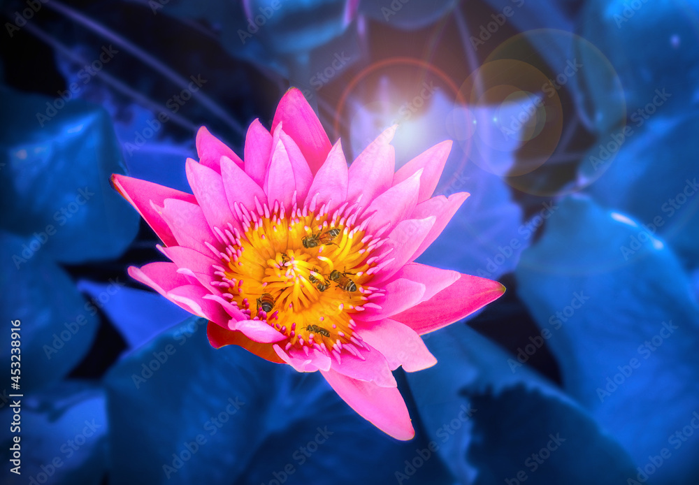 pink lotus in garden with blue background and flare