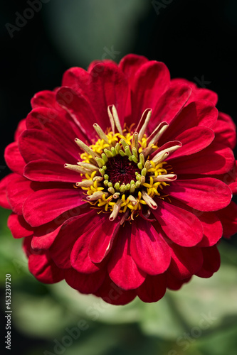 scarlet red flower close-up on a blurred green background with place for text. macro photography