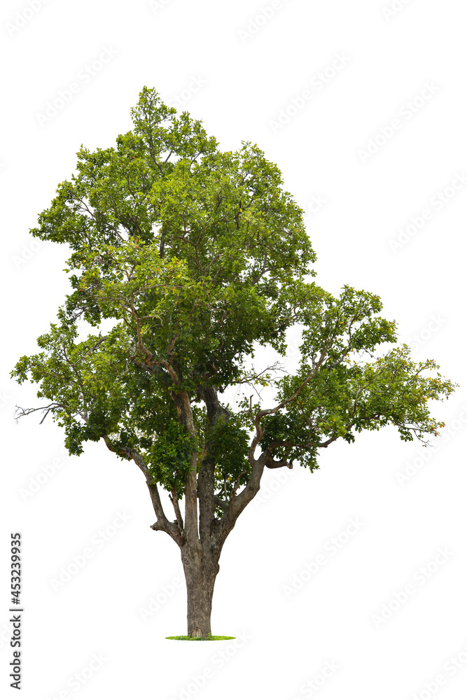 Fototapeta premium Isolated green tree on white background, Trees isolated on white background, tropical trees isolated used for design, advertising and architecture.