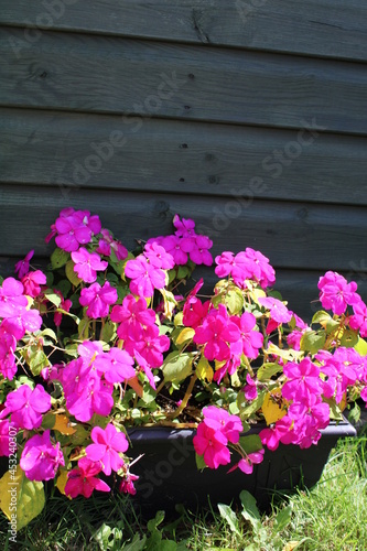 pink flowers in a garden © Kerrygerdes
