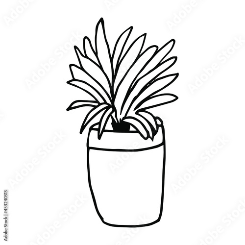 Houseplant in the pot in doodle style. Hand drawn potted plant for home. Hand drawn simple black outline vector illustration in cartoon doodle style, isolated. Home gardening