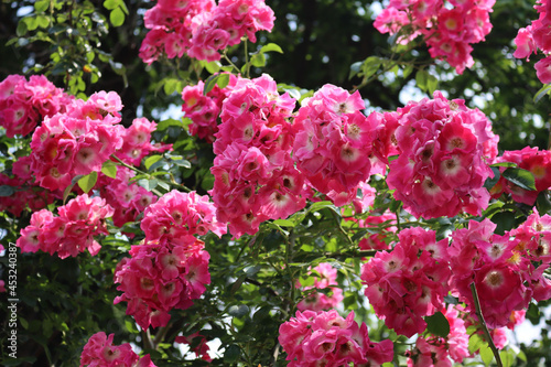 White and pink rustic roses in bloom on summer in the garden on a sunny day