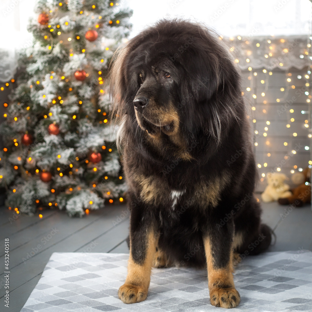 Fototapeta premium Tibetan Mastiff in the New Year 
