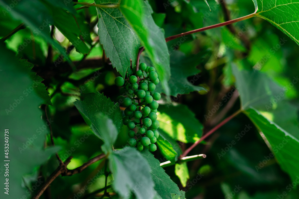 Grape green leaves closeup.Background of green leaves Grape green leaves closeup.Background of green leaves