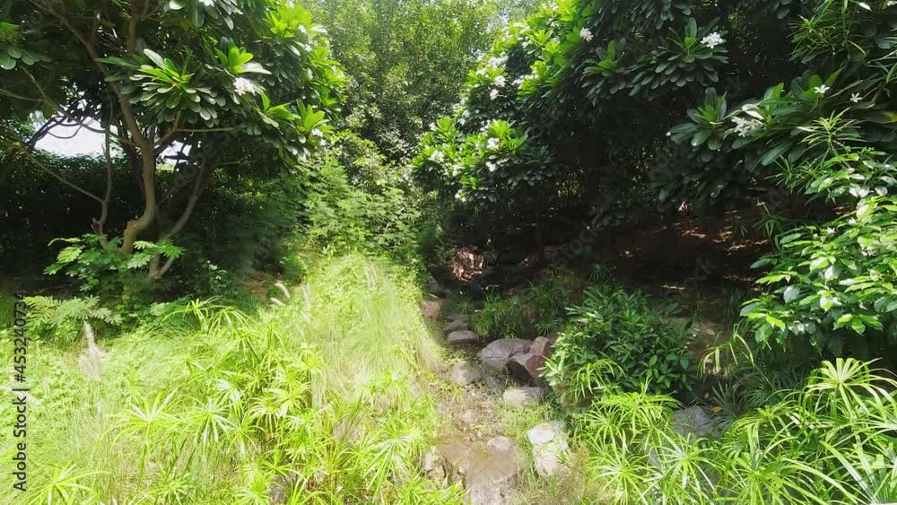 Time-Lapse of Undergrowth with Bright Green Bushes in India. Time-Lapse of Undergrowth with Bright Green Bushes in India.