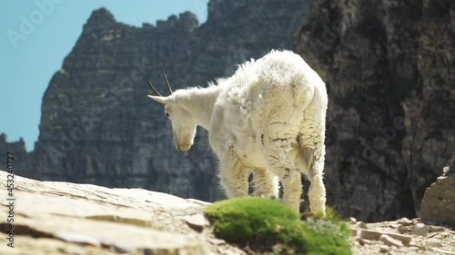 Cinematic shot. A bright white Mountain Goat contrasting against the dark cliff faces and peaks of the Highline Trail in Glacier National Park. A common sighting in Montana of North American Wildlife photo