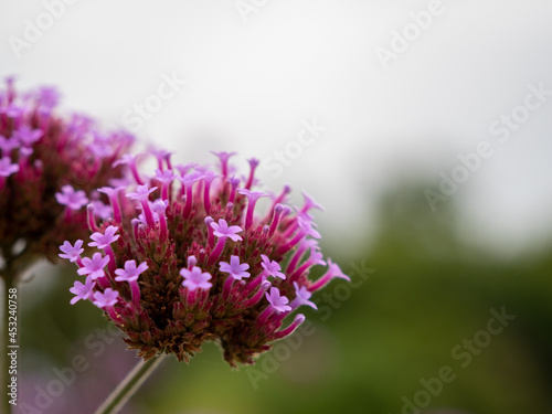 Close up of pale purple bonariensis verbena flower.