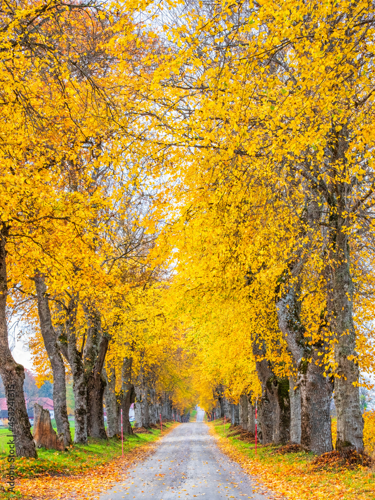 Idyllic tree lined country road with  autumn colours