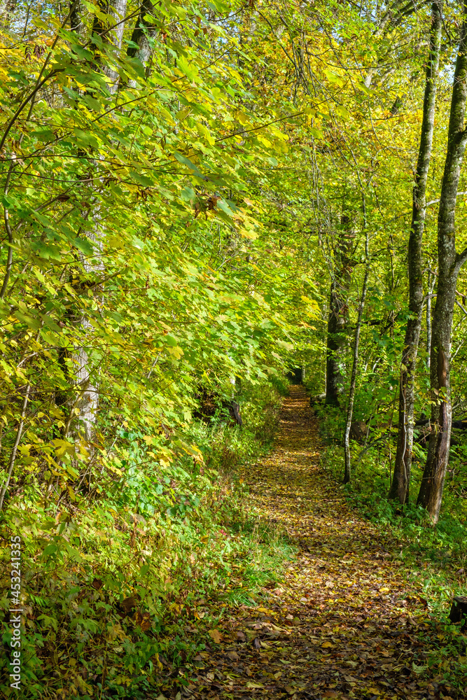 Fototapeta premium Hiking trail in a deciduous forest in autumn