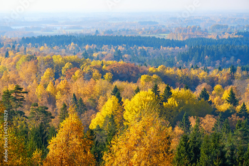 View of a mixed forest with beautiful autumn colors