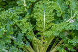 close up of cabbage kale Brassica oleracea