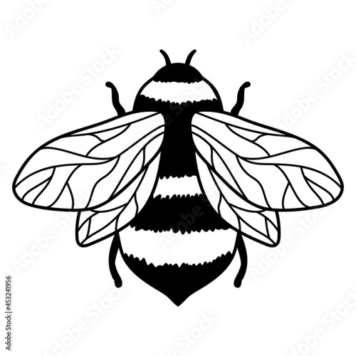 Honey bee or bumble isolated on white background. Insect in hand drawn style. Vector monochrome illustration .