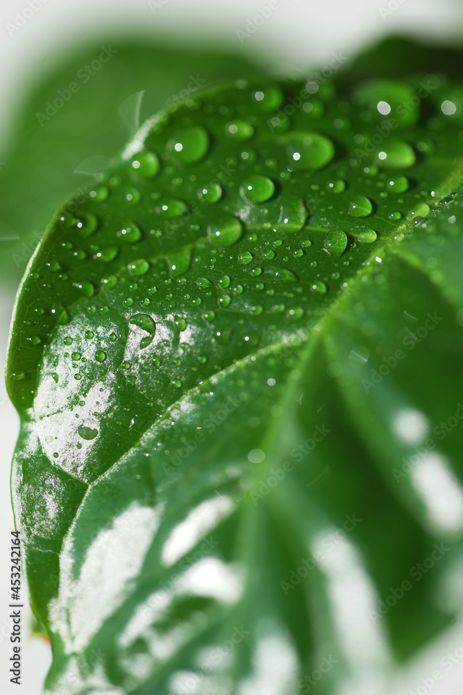 Fototapeta premium Close-up coffee leaves with water drops
