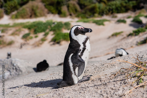 Close up portrait of african penguin seen on shore