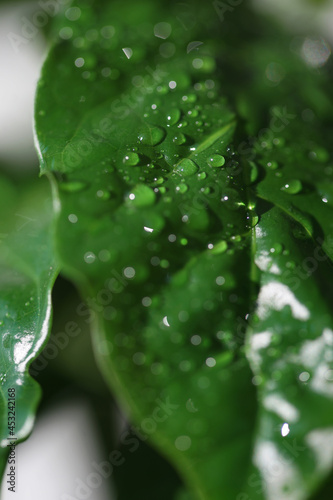 Close-up coffee leaves with water drops