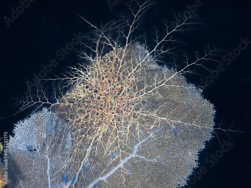 Giant Basket Star on a Purple sea fan at night (Grand Cayman, Cayman Islands) photo