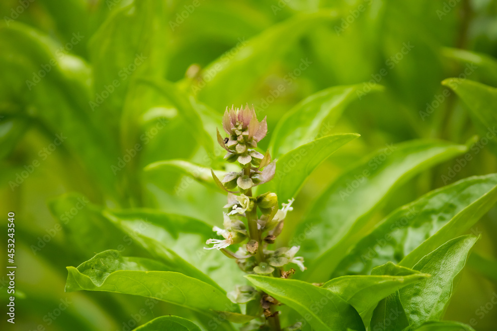Close up of holy basil flowers Close up of holy basil flowers