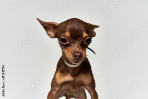 little dog posing Studio isolated background © SHOTPRIME STUDIO