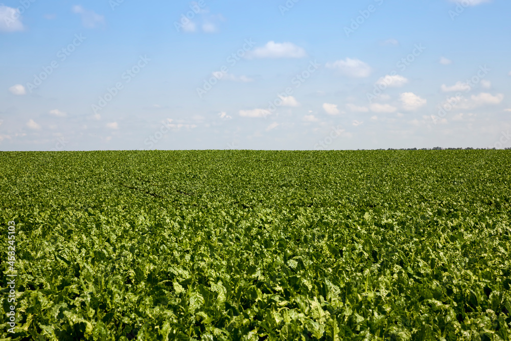 green beet for sugar production in the agricultural field