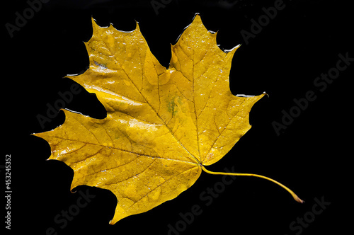 A yellow leaf on a black background.