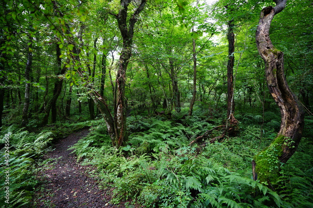 a wonderful summer forest with a path a wonderful summer forest with a path