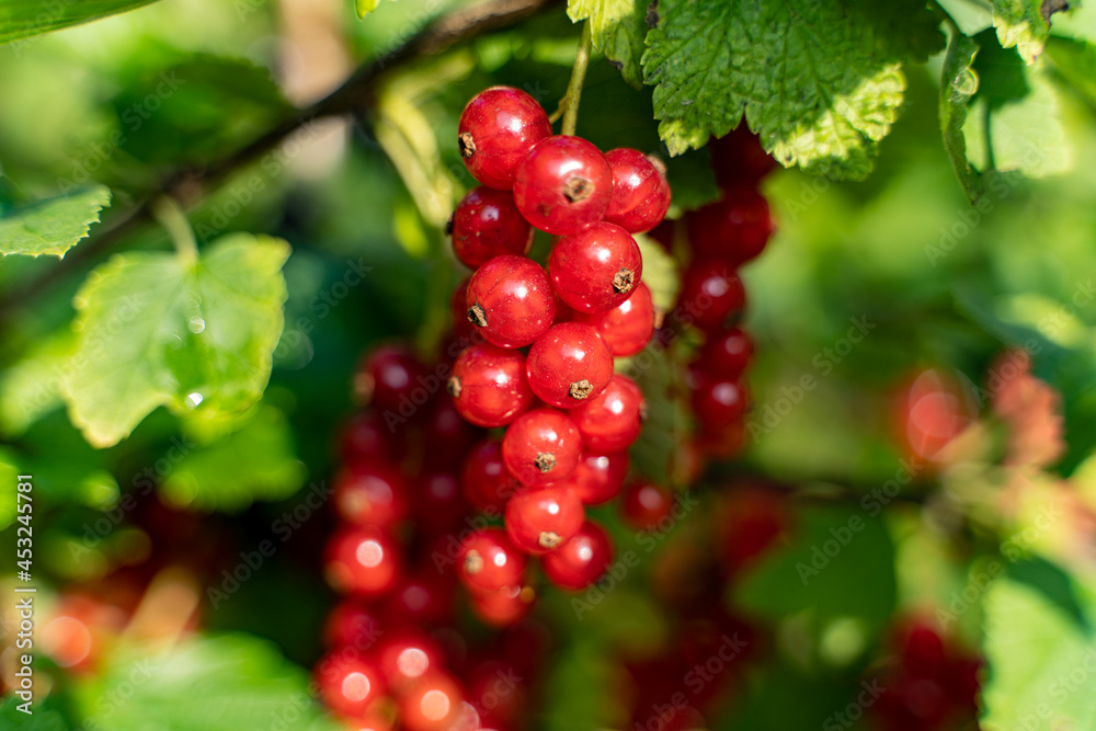 Reife rote Johannisbeeren am Strauch Reife rote Johannisbeeren am Strauch
