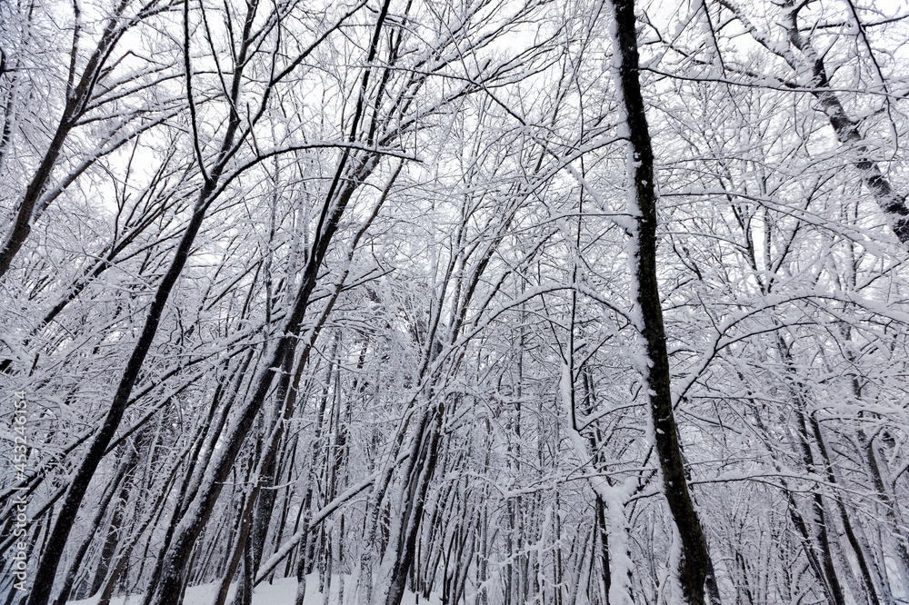 Fototapeta premium deciduous trees in winter, cold frosty winter weather