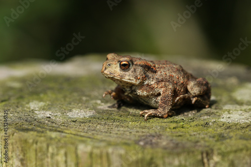 A cute tiny baby Common Toad, Bufo bufo, hunting for food at the edge of woodland.