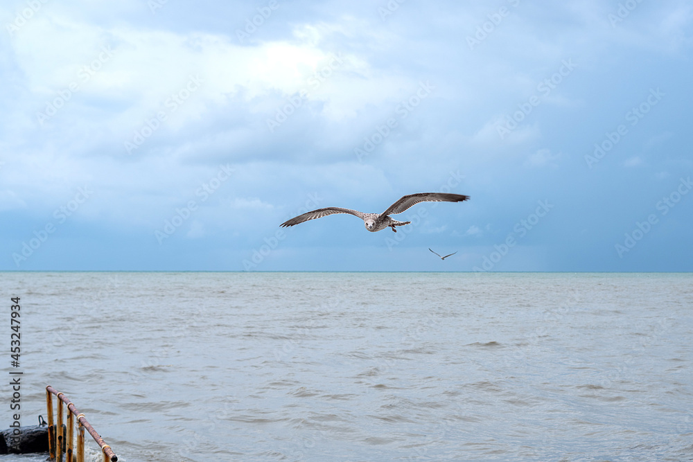 Seagull flying over the Black sea and looking at camera Seagull flying over the Black sea and looking at camera