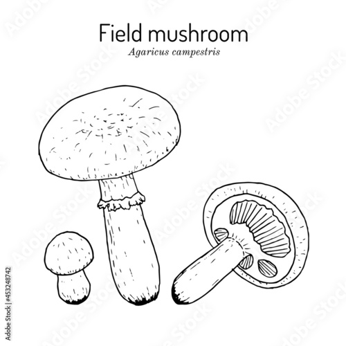 Meadow or field mushroom Agaricus campestris , edible and medicinal mushroom photo