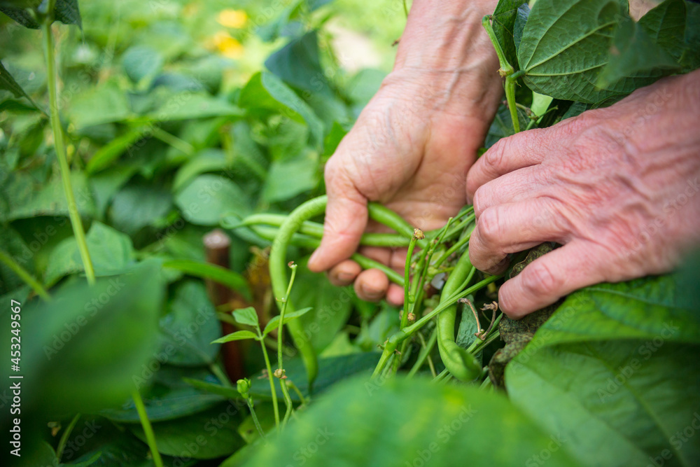 Farmer's hands harvest beans in the garden. Harvesting healthy food concept