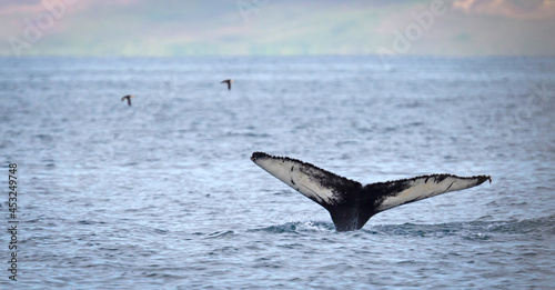 Humpback whale on Iceland