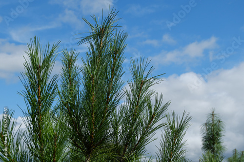 The green, juicy top of a young Siberian cedar against the background of a blue sky with clouds.